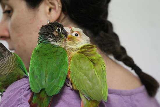 Green Cheeked Conure Diets