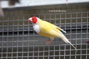 yellow backed gouldian for sale sydney
