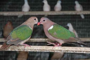 emerald doves