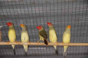 star finches