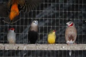 finches for sale 