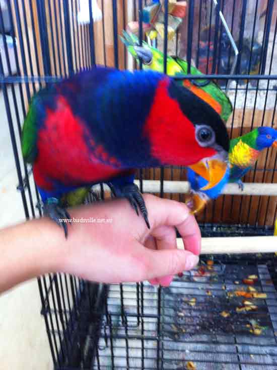 Black capped lory