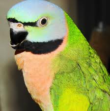 Moustache Parrot Information | Birdsville