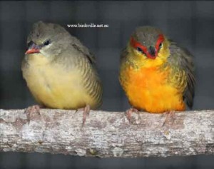 orange breast finches