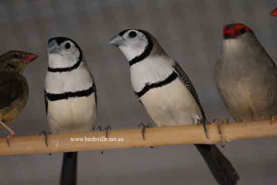 Double Barred Finches