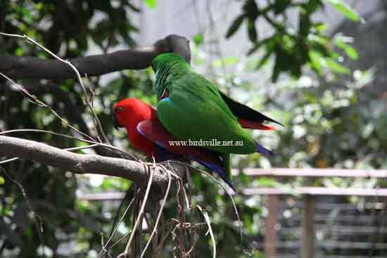 Mating Eclectus parrot