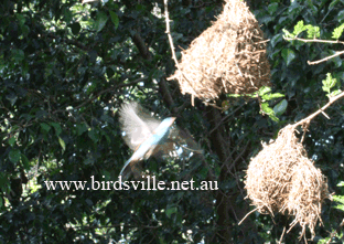 Nesting Blue Cap Finch
