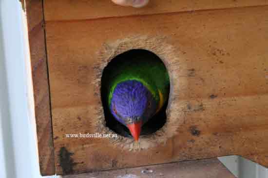 breeding rainbow lorikeet