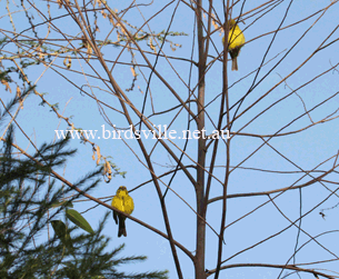 Wild green singing finches