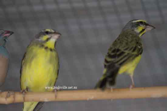 Green Singing Finch Information Birdsville