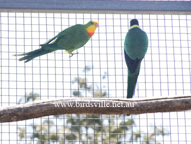 Supurb Parrot Male