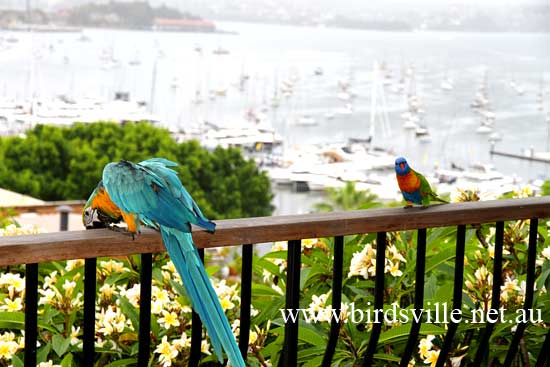 blue and gold macaw for sale sydney