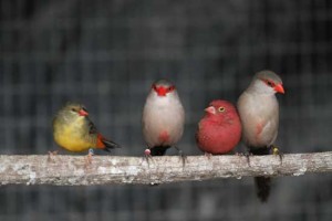 African finches