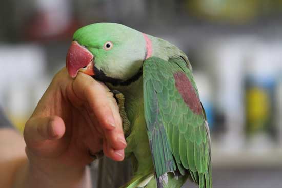 alexandrine parrot baby feeding