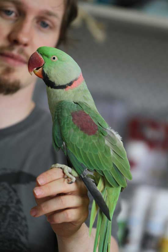 breeding alexandrine parrots