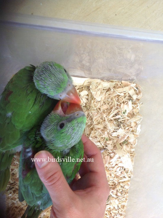 Baby Hand Raised Alexandrine Parrot