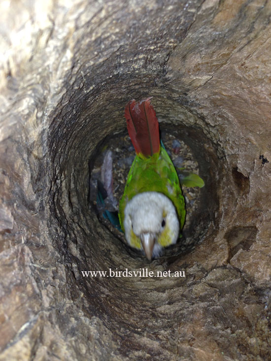nesting log for sale sydney