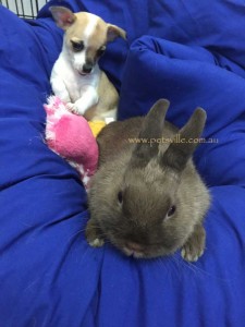 Netherland Dwarf Rabbit and a baby chiahuhua 