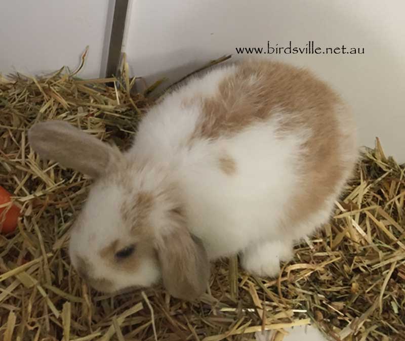 pet shops that sell mini lop rabbits