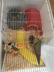 Mouse Boarding Cage
