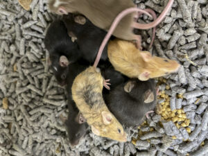 Mice at Petsville