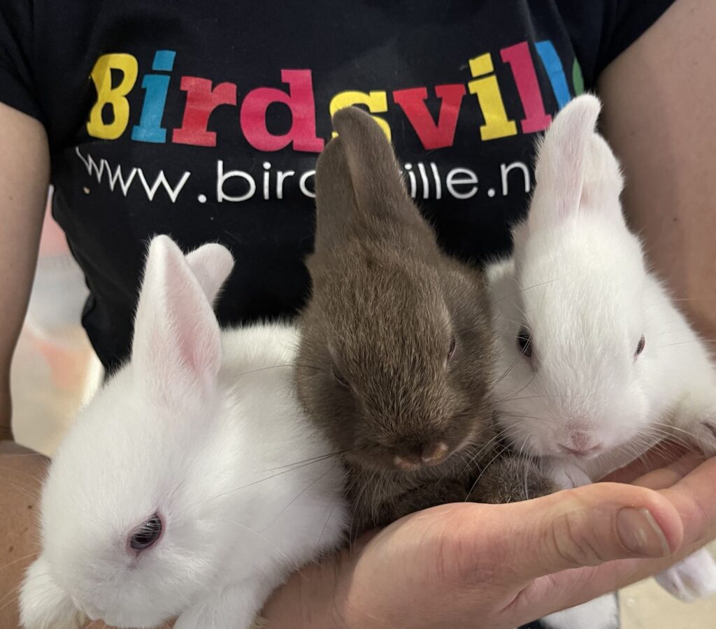 pure netherland dwarf rabbits
