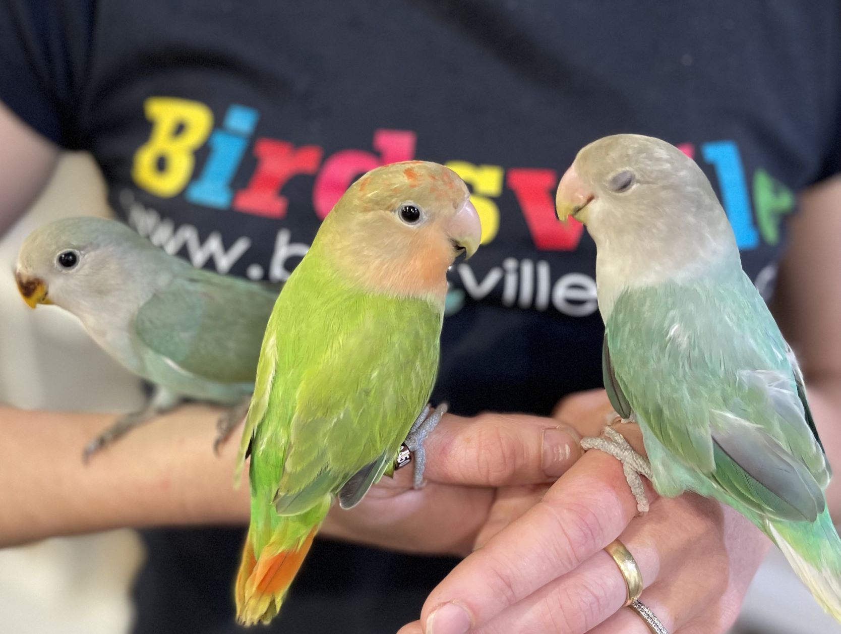 Hand Raised Peachface Lovebird care guide, diet | Birdsville
