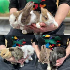 showing the difference between mini mop and netherland dwarf rabbits