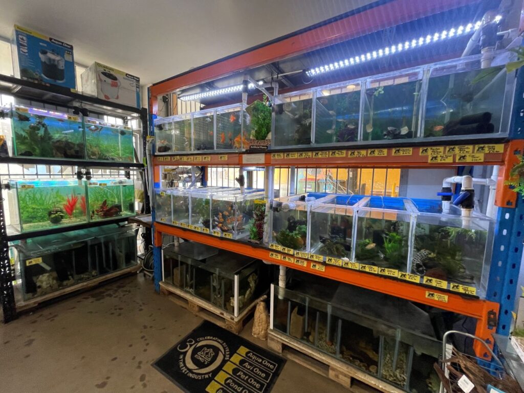 tropical fish on display for sale